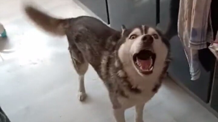 Kudengar kau ingin memelihara anjing Husky?