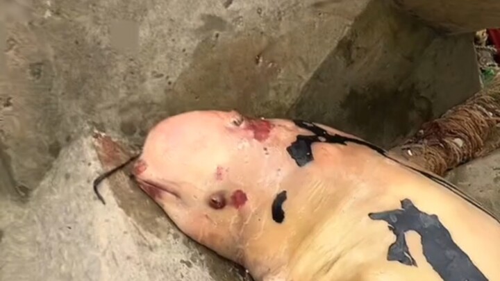 Finless Porpoise Carcass Found on Tianjin Beach - (Source: Douyin Livestream)