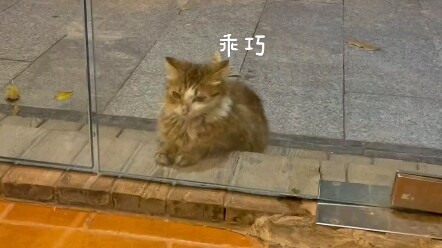 The stray cat gazes longingly at what lies beyond the door.