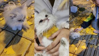 I found a ball of yarn!