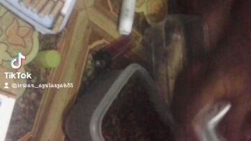 ngelinting roko sendiri