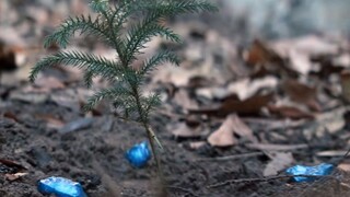 [Science Fiction Fans] "Aeranger", the most patient alien in history, uses a small sapling to purify