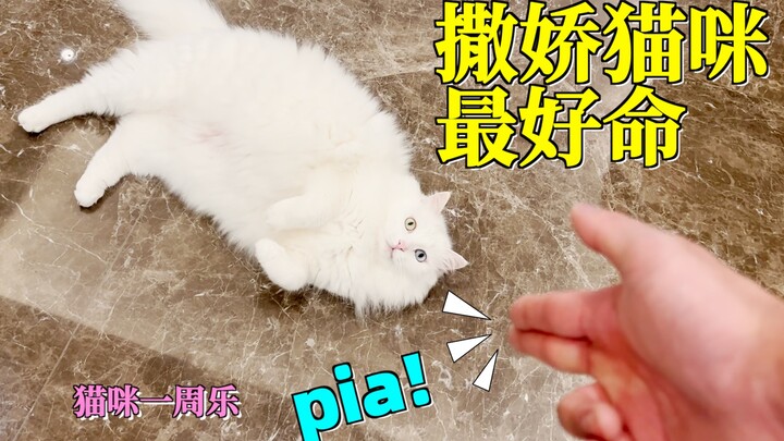 Kucing di dunia terbagi menjadi dua: yang bisa manja dan yang tidak bisa manja! Minggu Kucing #1
