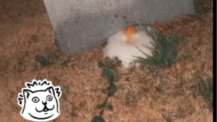 Laughed to tears by the innocent, unfiltered words of human kids!