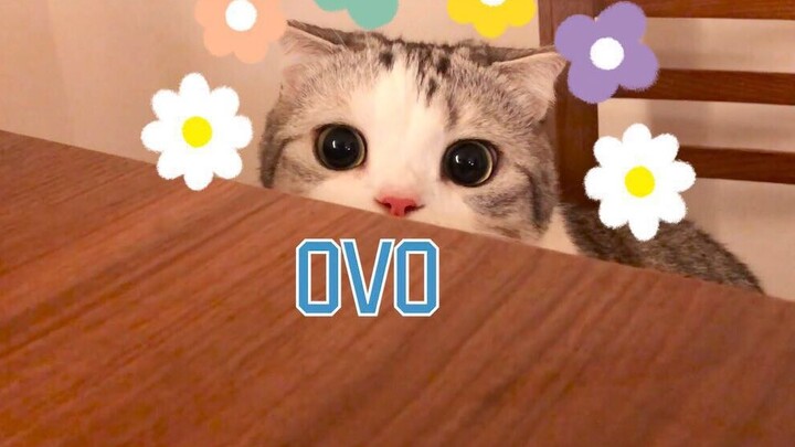 Big Reveal! Facing its first move, the kitten lets out a heart-meltingly cute little meow~