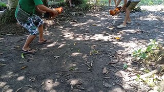 toyo nanaman ang ulam ulats c gold