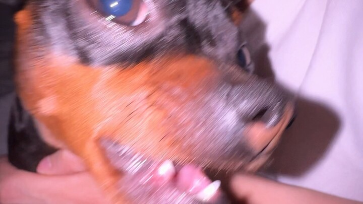 猎杀时刻特别回归～#萌宠#迷惑行为大赏