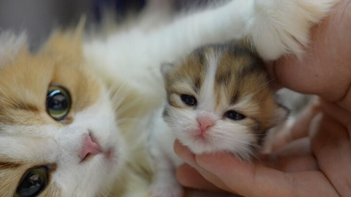 Introducing My Cat Mom Who’s the Best at Taking Care of Babies!