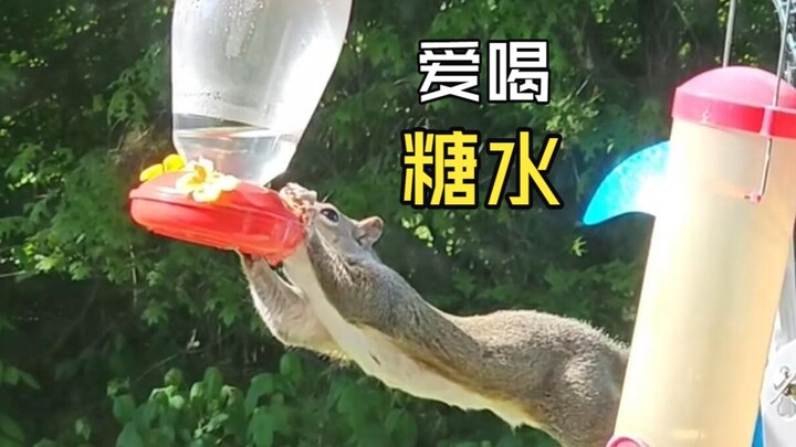 Mealtime for Those Animals!