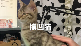 【Đầu gấu trúc thông thường】Mò mẫm mèo ăn bữa ăn
