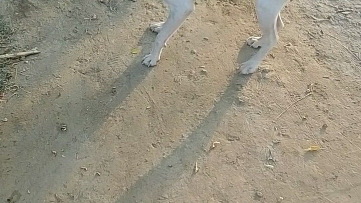 my beautiful white dog.