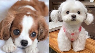 ประมวลภาพ หมาน้อย - ลูกหมาน่ารักทำเรื่องตลก 1 โรงละครสัตว์เลี้ยง