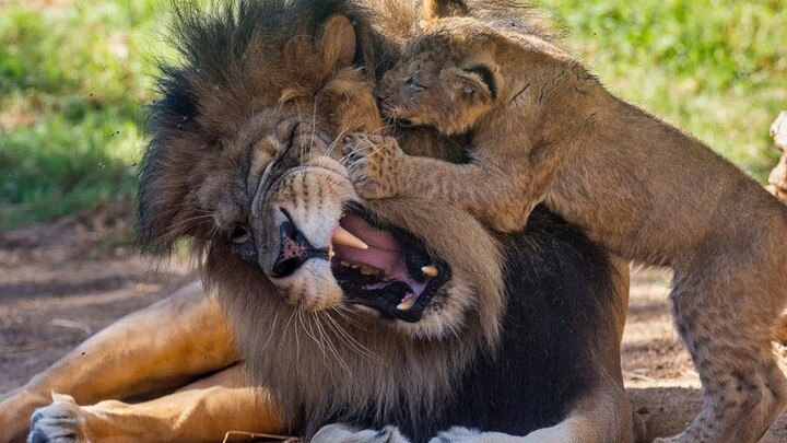 A young lion meets its father for the first time—watch how the male lion takes care of his cub, just