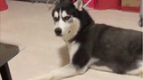 [Animals]Funny Husky moments