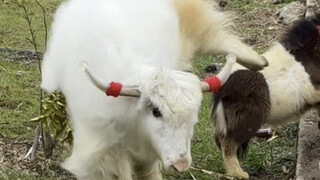 Woke up to find Boss Niu being cyberbullied—everyone says he's a crazy cow and will inevitably cause