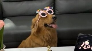 Anak anjing dikelilingi oleh cinta... sungguh, aku menangis sampai mati