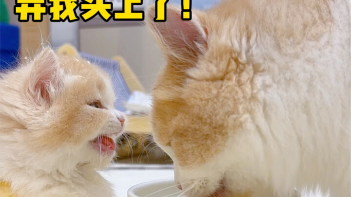 Never let two cats drink milk together.
