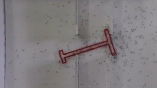这些蚂蚁完成了不可能完成的任务