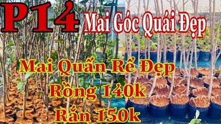 mai vàng chơi tết p14 | 0902166514  C .Phương | mai con ương hạt quấn rồng rắn đẹp | mai ghép