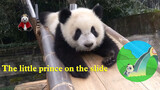 【Panda Chong Chong】Little Prince Chong Chong Playing With Slide