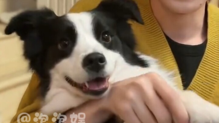 Ingin! Pergi! Mencuri! Anjing! Tanpa rencana sebelumnya pun sudah terjalin kerja sama, putri mouse k