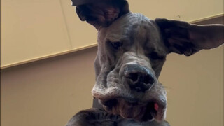 Great Dane, raksasa yang lembut