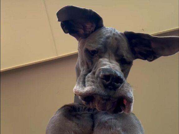 Great Dane, gã khổng lồ hiền lành