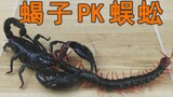 Scorpion PK centipede, guess who will win this battle?