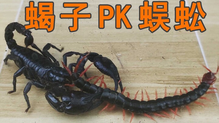 Scorpion PK centipede, guess who will win this battle?