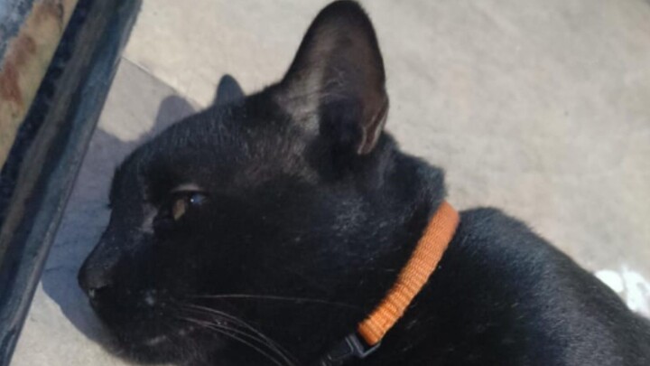 HAHAHAHAHA 193 sub indo