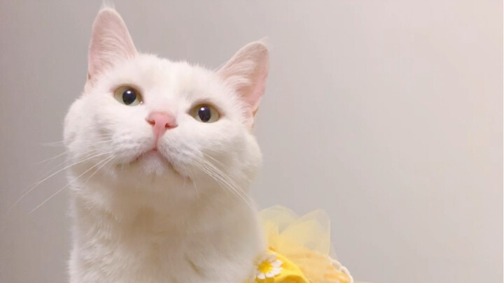 The fairy cat I picked up and its knight—this looks is just too good!