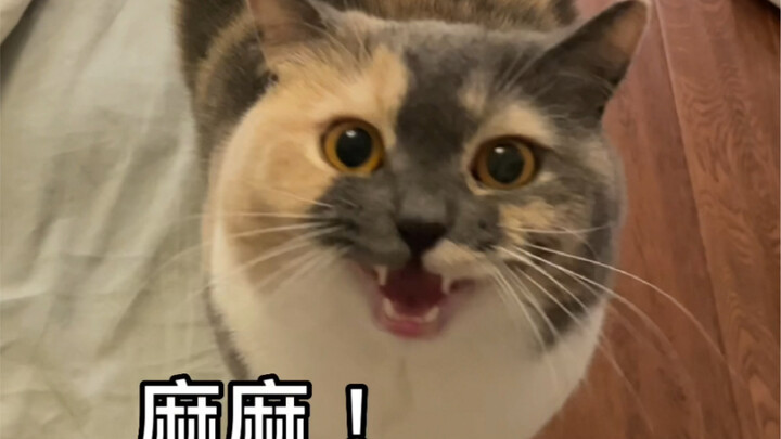 Kucing kecil yang bisa manggil "mama" itu imut banget, kan?