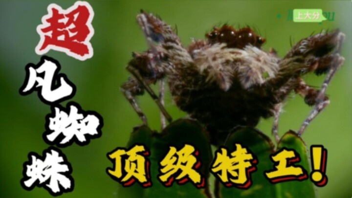 Superpowered Beings of the Spider World: Heartwarming Feeding Tales from Nature