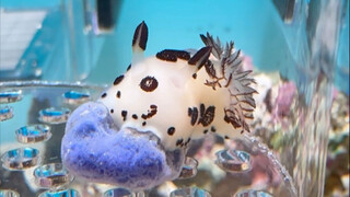 Ốc sên biển ăn SpongeBob