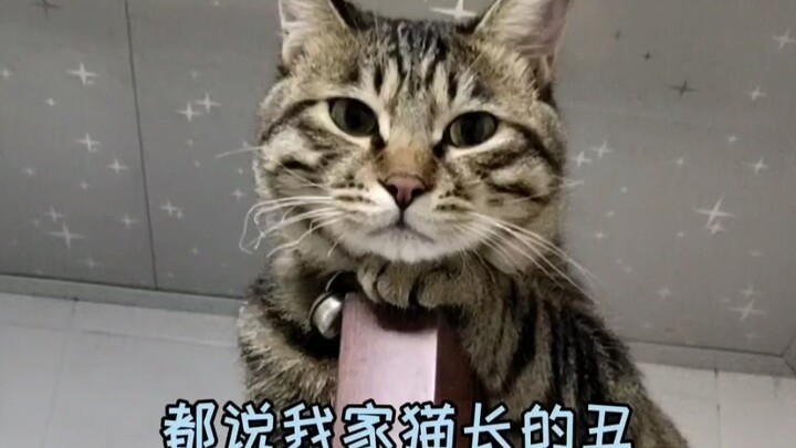 ههه، تساؤل من قطة!