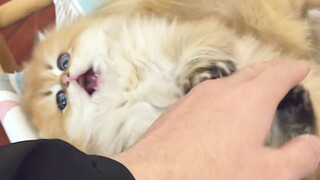 原来小猫咪也有起床气
