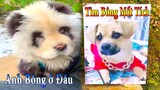 Dương KC | Bông Bé Bỏng Ham Ăn #22 | chó thông minh vui nhộn | funny cute smart dog pets Thú Cưng TV