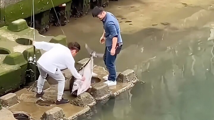 Why can tuna be caught in rivers?