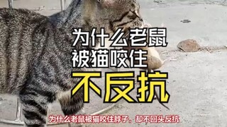 为什么老鼠被猫咬住脖子，却不回头反抗