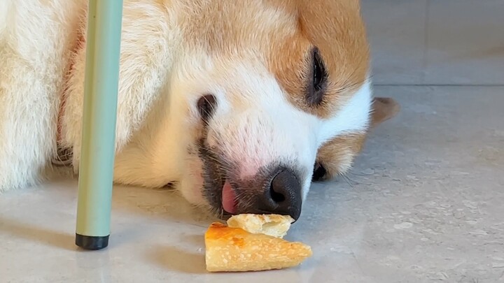 Saat anjingku tertidur pulas, diam-diam kuletakkan sepotong pizza di dekat hidungnya, selanjutnya...