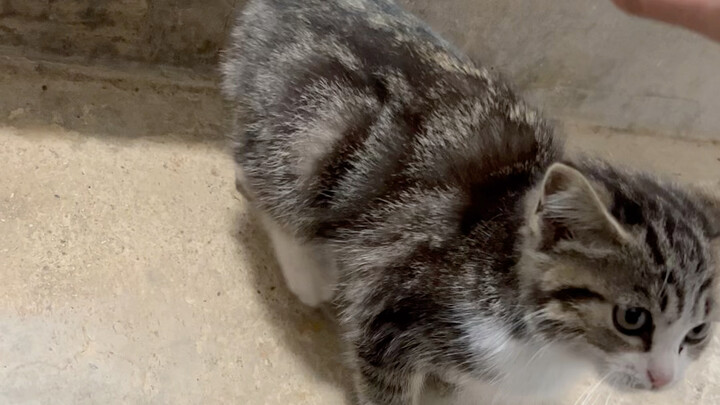 捡个猫家人们 它真的想和我回家