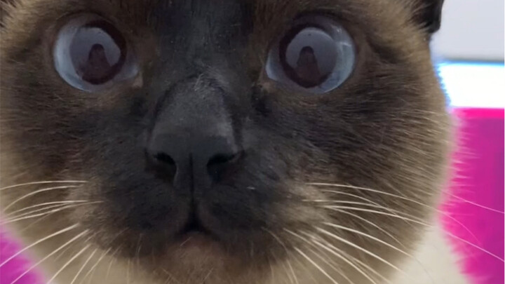 Cats are the first to sense the spring river warming—just wait for us to return, glowing white!