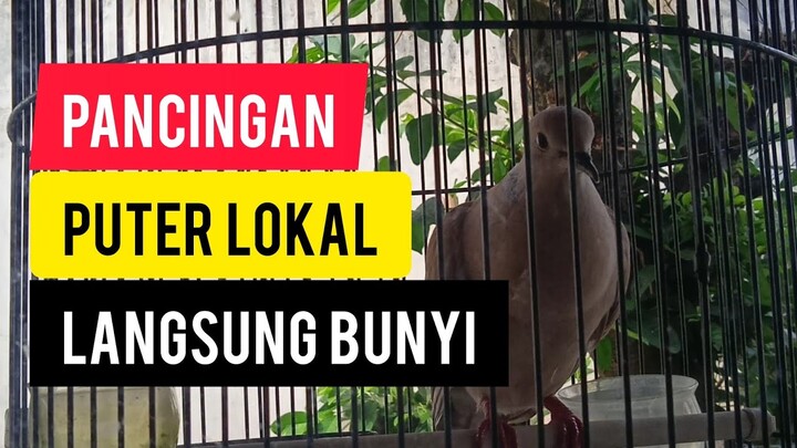 PANCINGAN PUTER LOKAL JANTAN GACOR