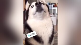 Cách nhận biết chó Husky thuần chủng 😆  xuhuong2021 pet husky alaska  dogs chó chócute dethuong anuong yeudongvat cunyeu thúcưng