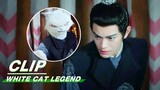Li Bing is Stained with Blood and Turns into the Cat | White Cat Legend EP23 | 大理寺少卿游 | iQIYI