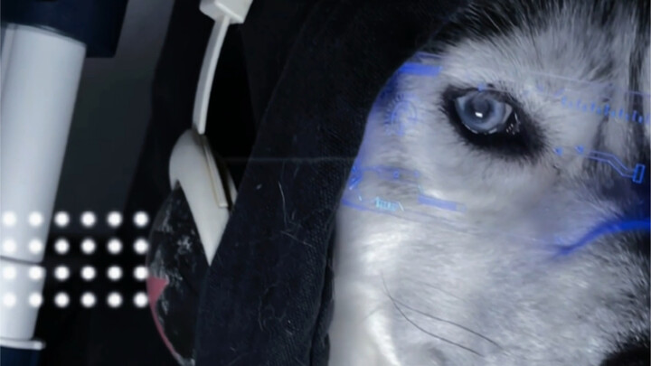 عندما يتحول الهاسكي إلى لاعب إلكتروني