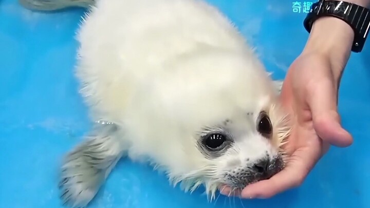 哈基豹，你这家伙