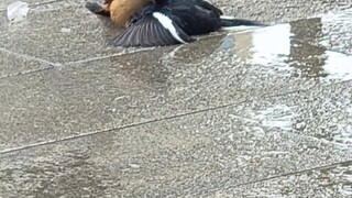 1vMultiple, yet managed to turn the tables