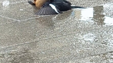 1V มาก็ยังกลับมาล้มอีกหนึ่ง