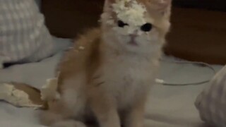 แมว : ฉันชื่นชมคุณจริงๆ